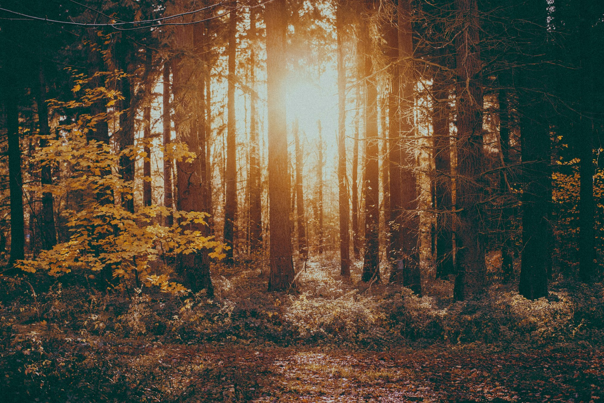 Golden light in an autumn forest