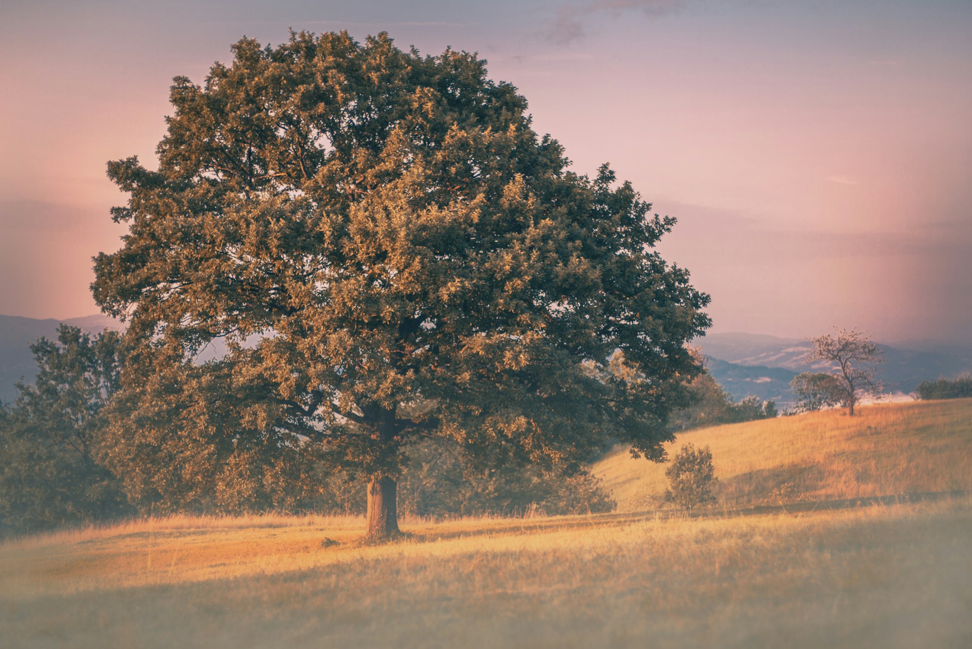 Majestic oak tree in a landscape