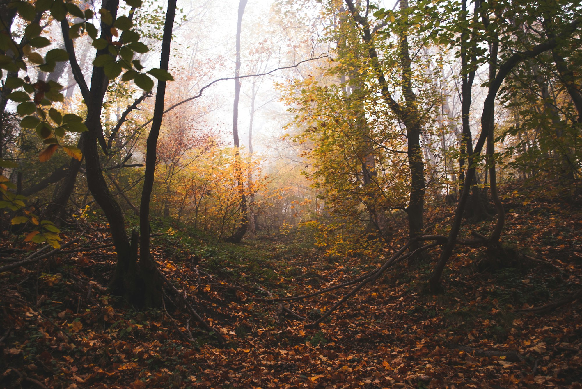 Autumn forest in golden tones