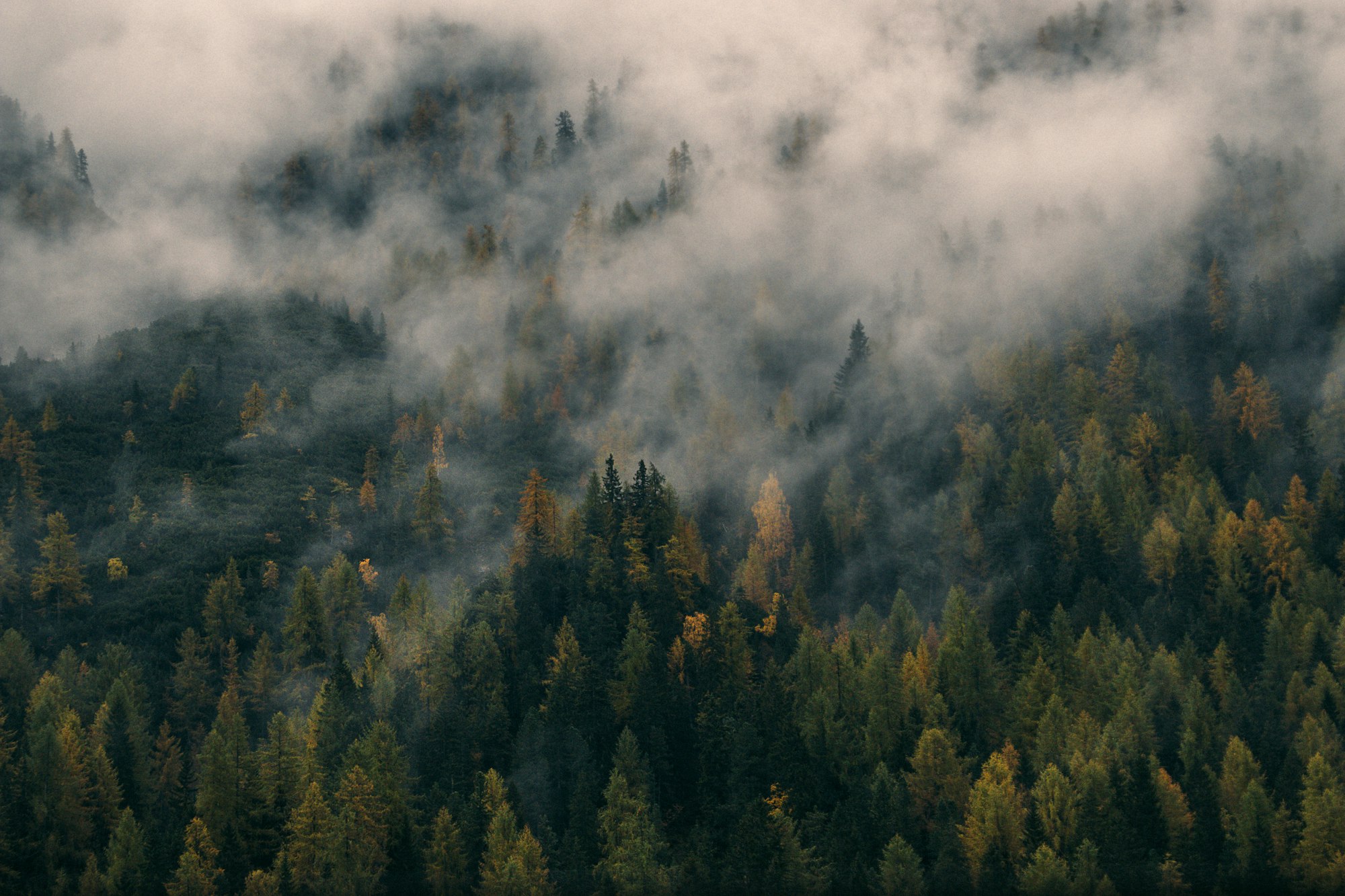 Misty forest seen from above