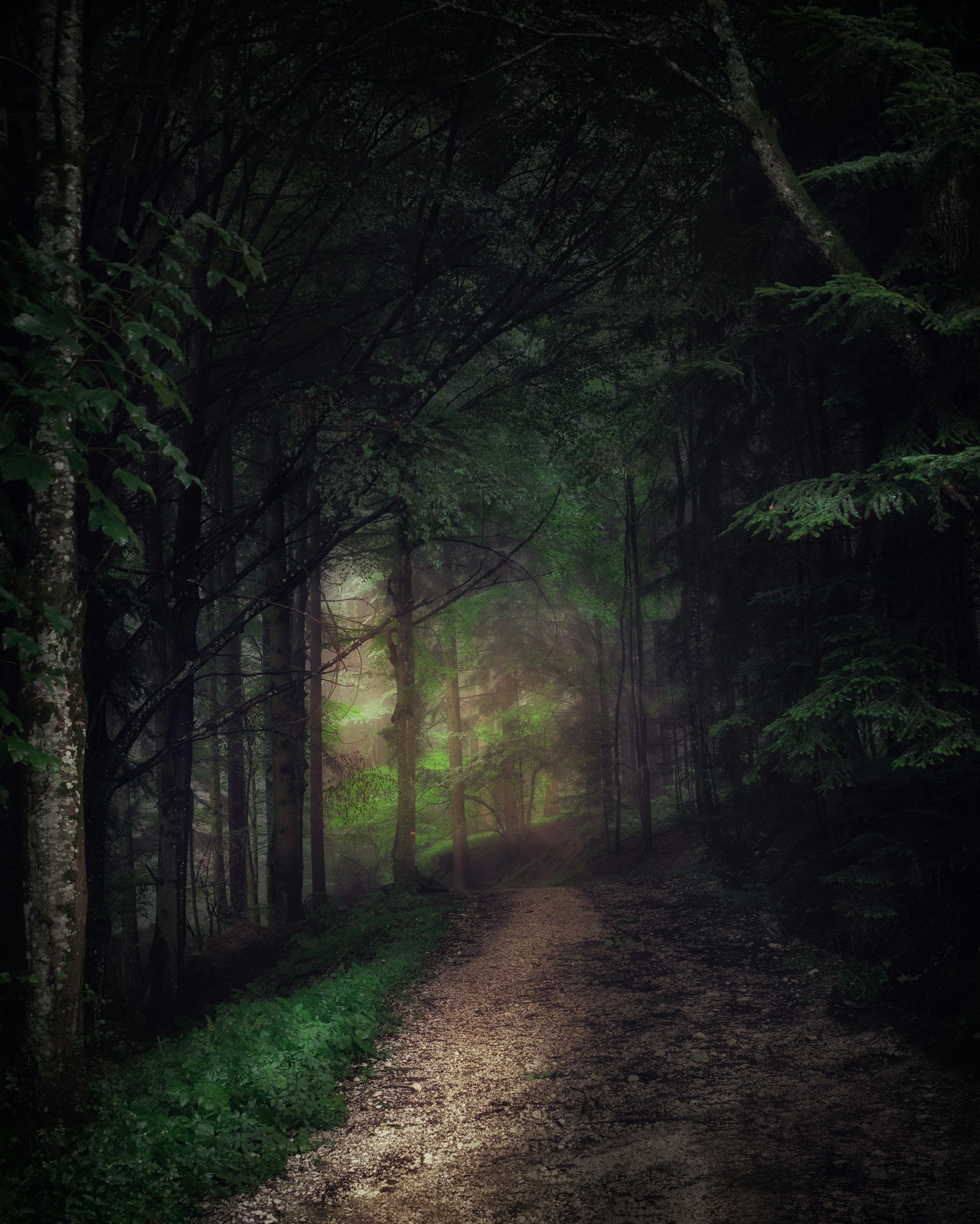 Path through a forest towards the light